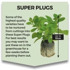 Begonia Plant - Silver Lace -Dobies SUPERPLUG 10