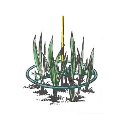 Plant Ring Supports