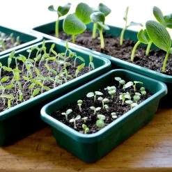 Seed Trays - Quarter Size 7 Seed Trays - Quarter Size -Dobies SUSEE32004 2
