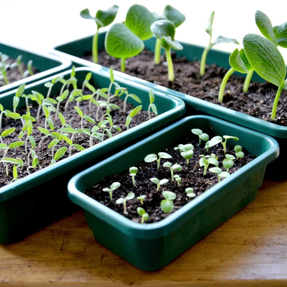 Seed Trays - Quarter Size 4 Seed Trays - Quarter Size - Image 4