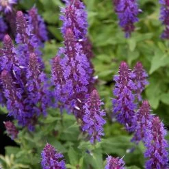 Salvia Nemorosa 'New Dimensions Mix' -Dobies Salvia nemorosa Sensation Blue 3990