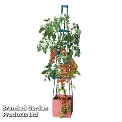 4 Tier Self Watering Tomato Tower -Dobies TOWE TOMSELFWA T045925