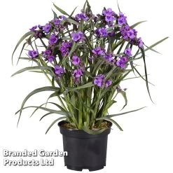 Tradescantia 'JS® Brainstorm' -Dobies TRAD BRAINSTOR H41253