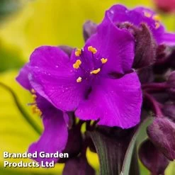 Tradescantia 'JS® Brainstorm' -Dobies TRAD BRAINSTOR H41254
