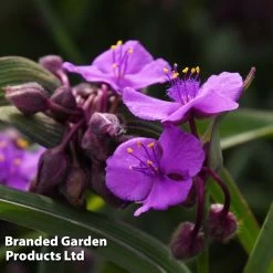 Tradescantia 'JS® Brainstorm' -Dobies TRAD BRAINSTOR H41255