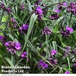 Tradescantia 'JS® Brainstorm' -Dobies TRAD BRAINSTOR T50080