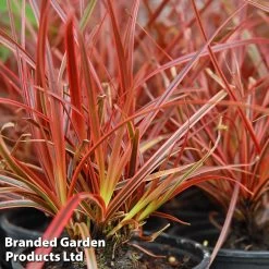 Uncinia Rubra 'Everflame'
