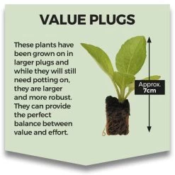 Salvia Plants - Farinacea Victoria -Dobies VALUEPLUG 4