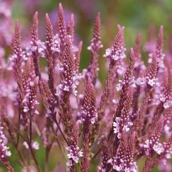Verbena Hastata Pink Spires