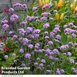 Verbena Bonariensis 'Royal Dreams' -Dobies VERB ROYALDREA T10179