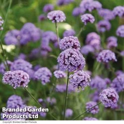 Verbena Bonariensis 'Royal Dreams' -Dobies VERB ROYALDREA T101821