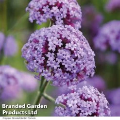 Verbena Bonariensis 'Royal Dreams' -Dobies VERB ROYALDREA T10184