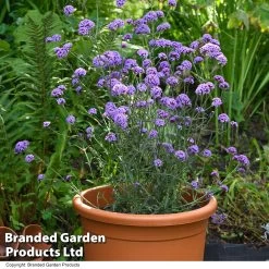 Verbena Bonariensis 'Royal Dreams' -Dobies VERB ROYALDREA T10185