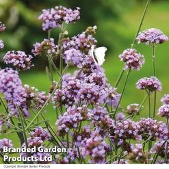 Verbena Bonariensis 'Royal Dreams' -Dobies VERB ROYALDREA T15155
