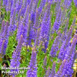 Veronica Inspire Blue