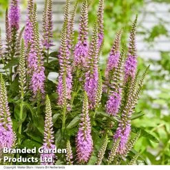 Veronica 'Lavender Lightsaber' -Dobies VERO LAVLIGHTS S35065