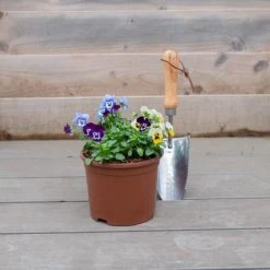 Viola Plants - Autumn Jewels Mixed -Dobies VIOL AUTUMNJ2L U35097