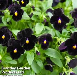 Viola 'Blackjack'