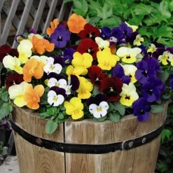 Ultimate Winter Bedding Collection -Dobies VIOL SCENTEMIX S119361