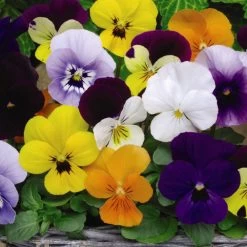 Viola Plants - Sorbet XP Mixed
