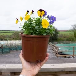 Viola Plants - Sorbet XP Mixed -Dobies VIOL SORBETX2L U35100