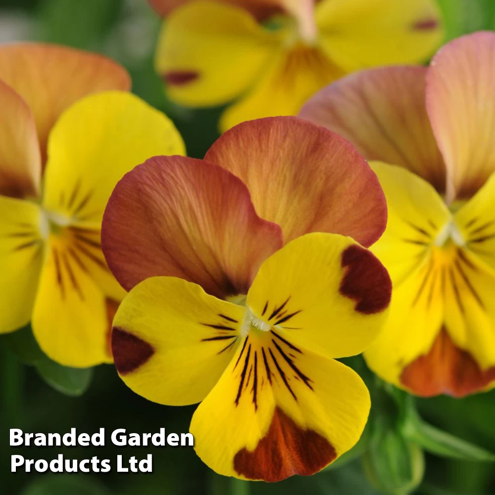 Viola Winter Duo 3 Viola Winter Duo - Image 3