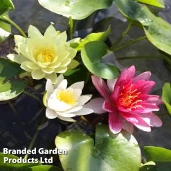 Water Lily Trio With A Pond Basket