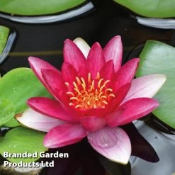 Water Lily Trio With A Pond Basket -Dobies WaterLilyTrio C