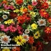 Zinnia Zahara Single-Flowered Mixed