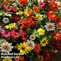 Zinnia Zahara Single-Flowered Mixed