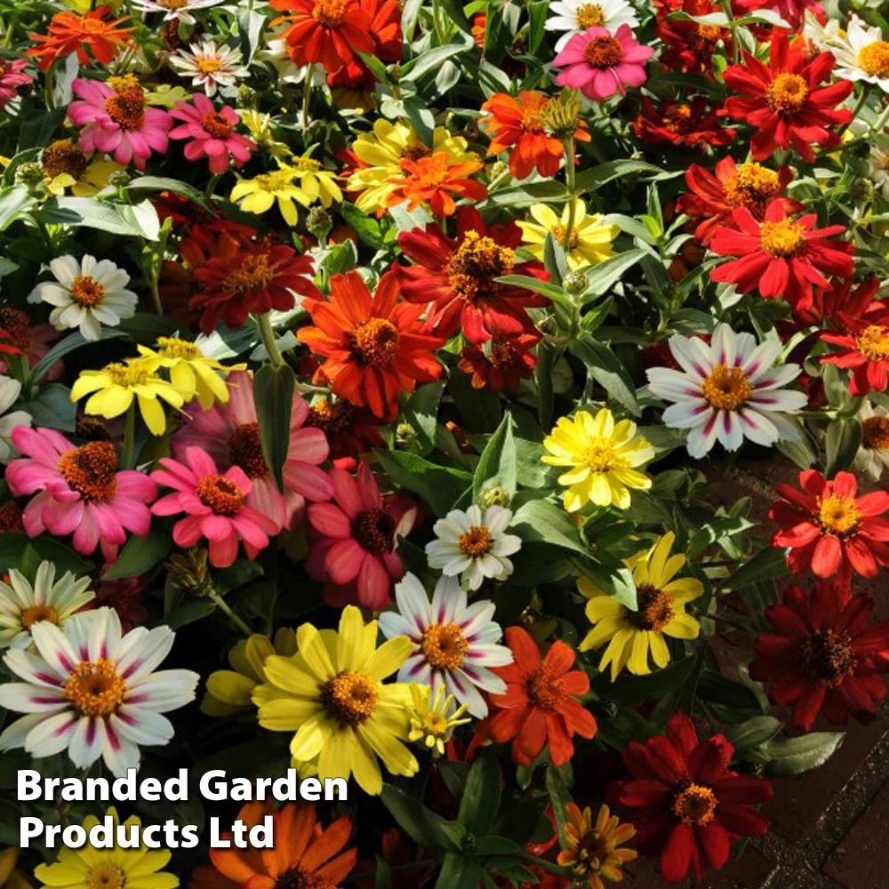 Zinnia Zahara Single-Flowered Mixed 1 Zinnia Zahara Single-Flowered Mixed