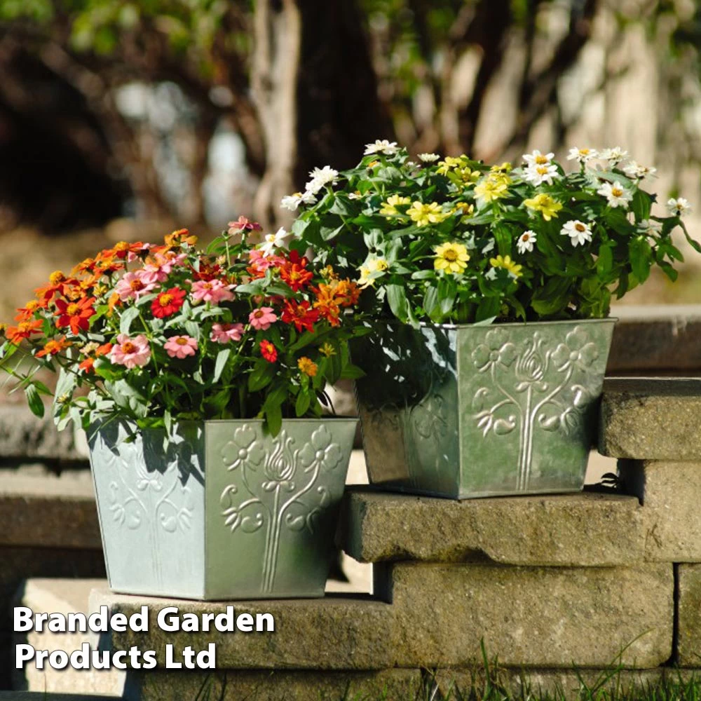 Zinnia Zahara Single-Flowered Mixed 2 Zinnia Zahara Single-Flowered Mixed - Image 2