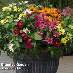 Zinnia Zahara Single-Flowered Mixed 7 Zinnia Zahara Single-Flowered Mixed -Dobies ZINN T67468 C