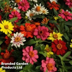 Zinnia Zahara Single-Flowered Mixed 8 Zinnia Zahara Single-Flowered Mixed -Dobies ZINN T67468 D