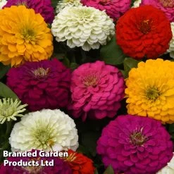 Zinnia 'Zesty' -Dobies ZINN ZESTYMIXD S26784