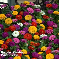 Zinnia 'Zesty' -Dobies ZINN ZESTYMIXD S26787