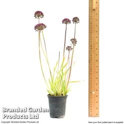 Allium 'Lavender Bubbles' -Dobies alliu