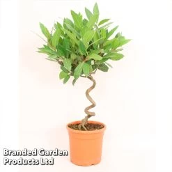 Laurus Nobilis Spiral Stem -Dobies bay pic21