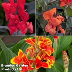 Canna Cannova Trio