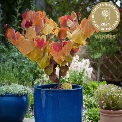 Cercis Canadensis ‘Eternal Flame’®