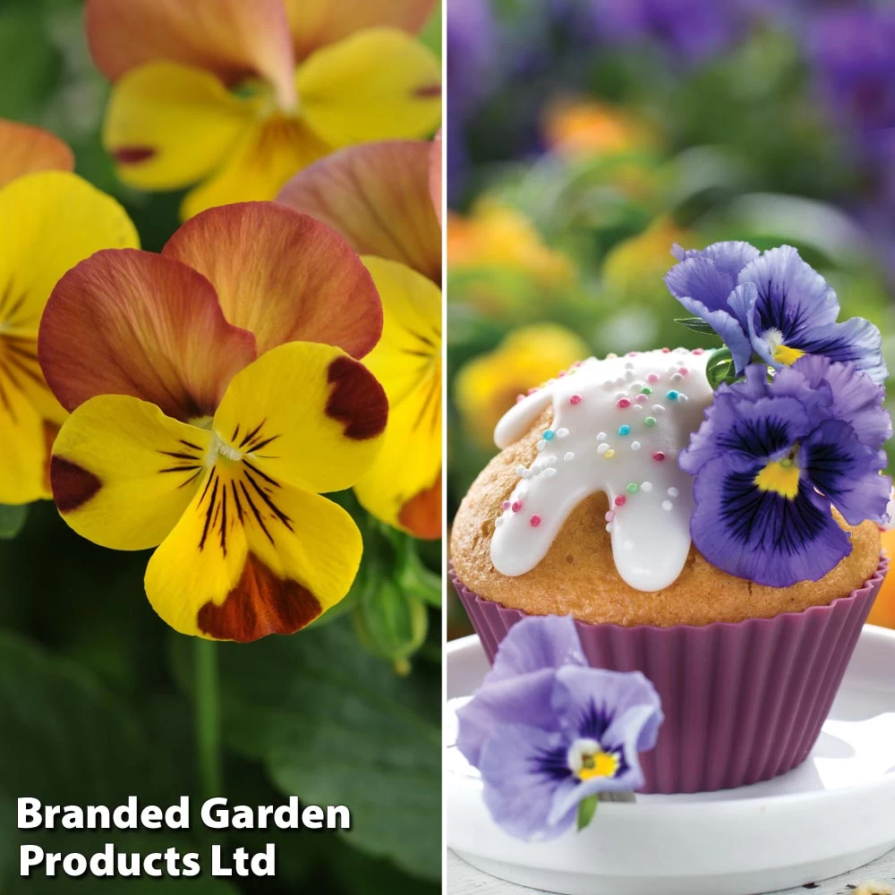 Viola Winter Duo 1 Viola Winter Duo