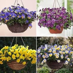 Pansy 'Cool Wave Collection'