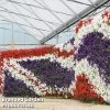 Petunia 'Easy Wave Union Jack Mix'