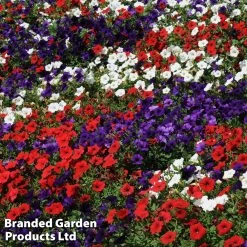 Petunia 'Easy Wave Union Jack Mix' -Dobies flag4