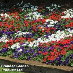 Petunia 'Easy Wave Union Jack Mix' -Dobies flag6