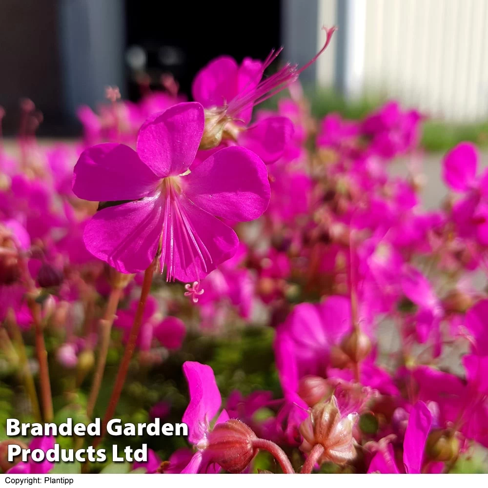 Geranium 'Intense' 2 Geranium 'Intense' - Image 2