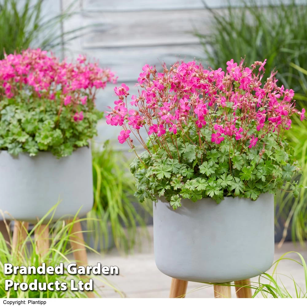 Geranium 'Intense' 1 Geranium 'Intense'