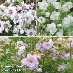Geranium Doubles Hardy Collection -Dobies gera trio