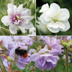 Geranium Doubles Hardy Collection -Dobies gera trio NOW1