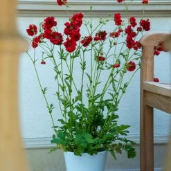 Geum Samba Sunset -Dobies geum 4